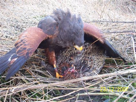 If pest birds are feeding on the food in feeders set out for desirable birds, try changing the type of food used. Pest Control Birds Of Prey | Pest Control