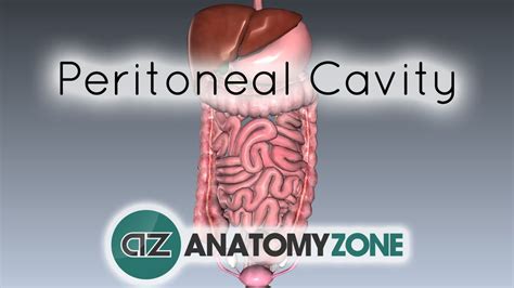 Peritoneal Cavity D Models Video Tutorials Notes AnatomyZone