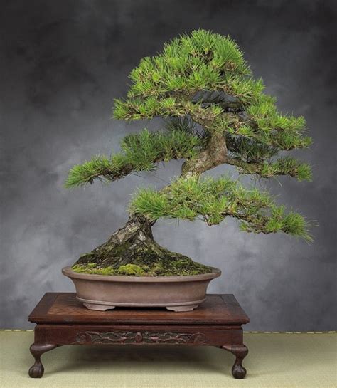 Every seed will have its own type of handling you should do. 22 Best Trees For Bonsai | Best Bonsai Plants | Balcony ...