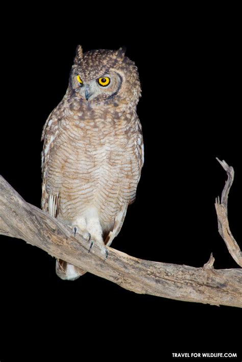 South African Owls A Guide To The Owl Species Found In South Africa