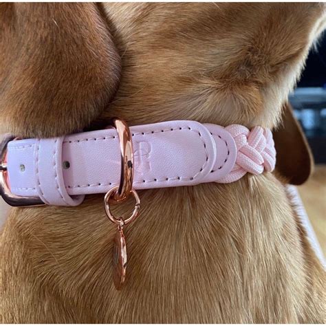 5 Trendy Pink Dog Collars For Australian Dogs