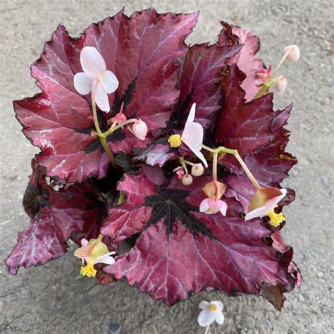 Begonia Rex Red Robin Begonia Rex Cultivar Tropicalshouseplants