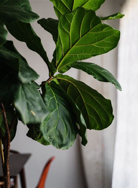 How To Care For A Ficus Tree