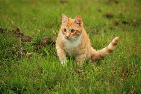 Free Picture Grass Cute Nature Animal Cat Feline Kitten Pet