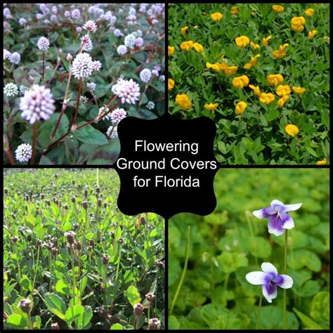 Flowering Ground Covers Miss Smarty Plants Ground Cover Florida