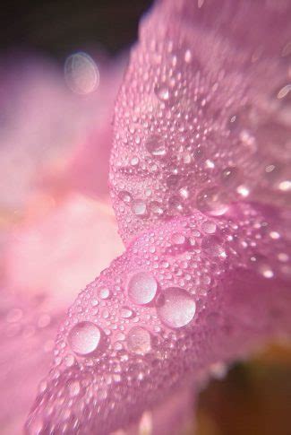 Download Free Flowers Wallpaper Water Drops In Petal CellularNews