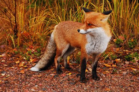 Wild Red Fox Greener Ideal