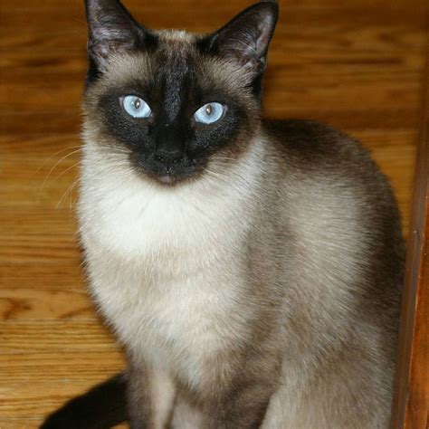 For Sale Siamese Cat British Shorthair