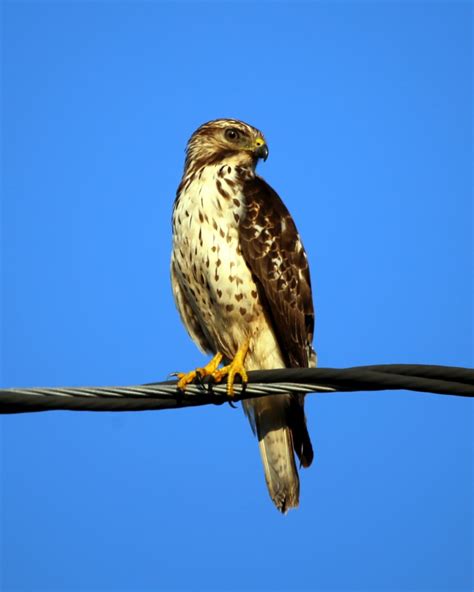 Immature Coopers Hawk Noni Cay Photography