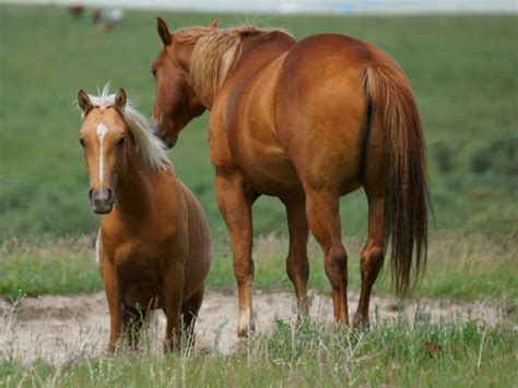 Horse From Behind Stock Photos Pictures And Royalty Free Images Istock