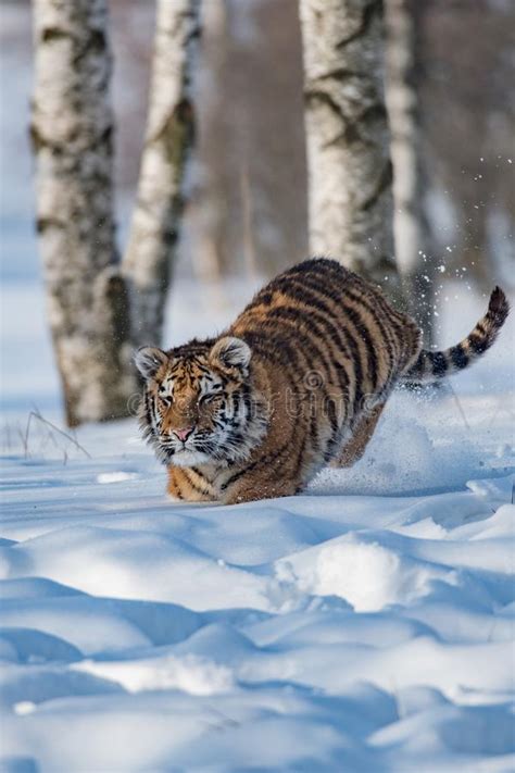 Siberian Tiger Running Beautiful Dynamic And Powerful Photo Of This