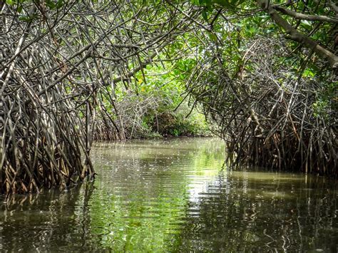 Ada Indonesia Ini Daftar 5 Negara Dengan Hutan Mangrove Terbesar Di Dunia