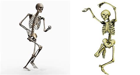 Sistema óseo Y Sus Partes ¿cómo Esta Formado El Sistema óseo Escolar