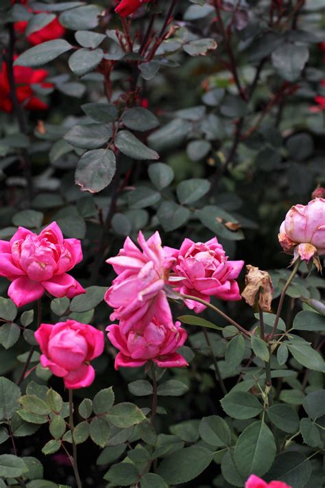 How To Trim Your Rose Bushes Rosenbaums Landscaping And Nursery