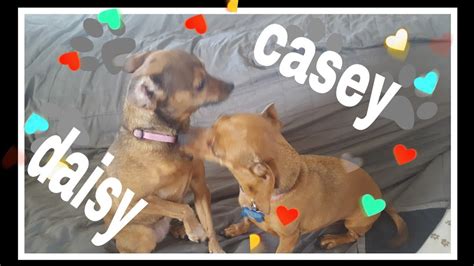Kc And Daisy Close To Daddy Ngreer2019 Youtube