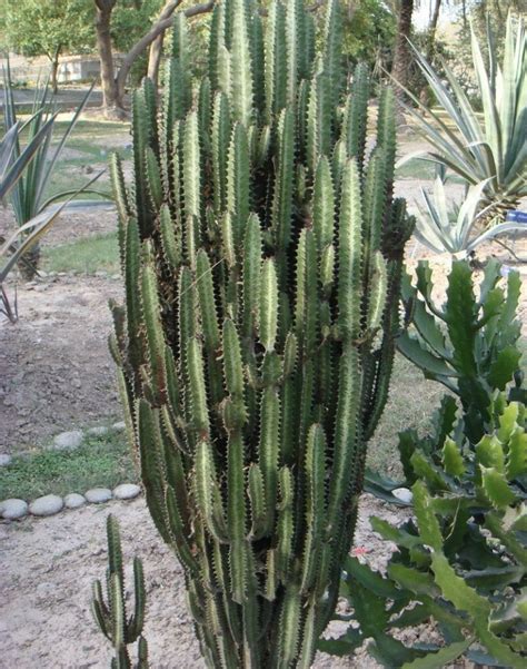 10 Amazing Facts Of African Milk Tree Euphorbia Cactus Identification