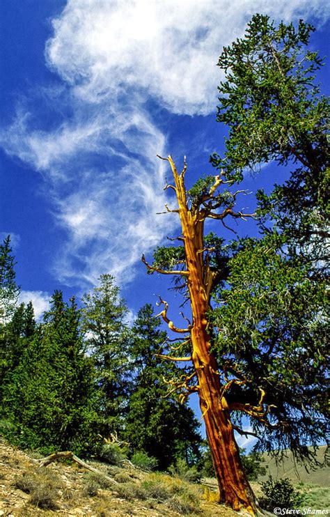 Lone Bristlecone Pine Tree Ancient Bristlecone Pine Forest