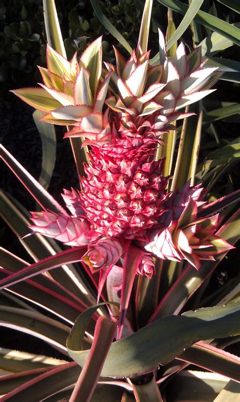 Plant Photography Variegated Pineapple Ananas Comosus ‘variegatus