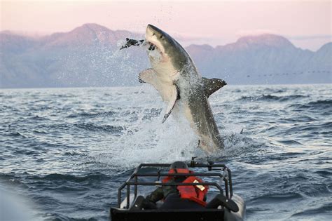 Marine Big 5 Animals South Africa Cape Town Sea Life