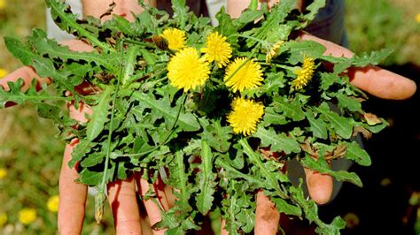 You can eat the flowers right there on the spot. Edible Weeds: Dandelion, Nasturtium, Gotu Kola