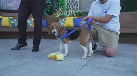 Rancho Coastal Humane Society ‘Unleashing the Magic’ at the Celebration