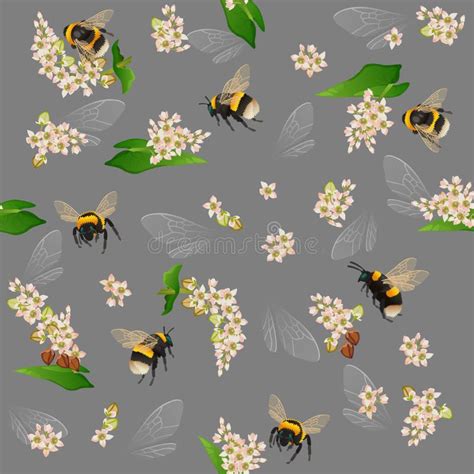 Bumblebee Seamless Pattern With Buckwheat Stock Vector Illustration