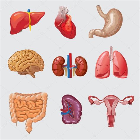Lista Foto Anatomia Cuerpo Humano Organos Internos Cena Hermosa