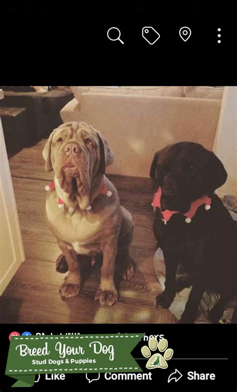 Tawny Neapolitan Mastiff Stud Stud Dog In Ontario The United States