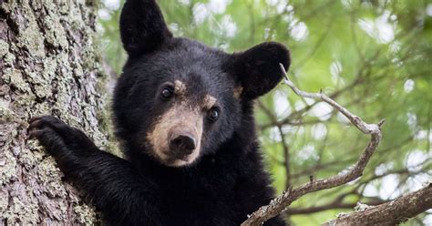 Southern Tier Black Bear Population Booming