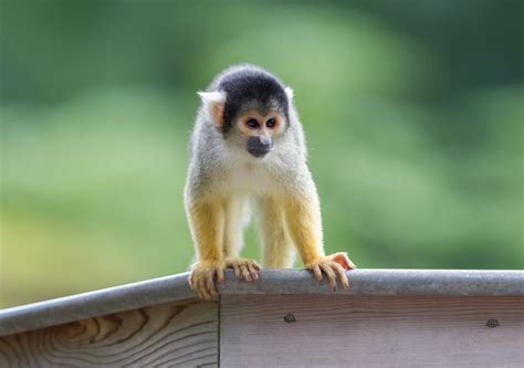 Do Squirrel Monkeys Make Good Pets Legality And Facts Pet Keen