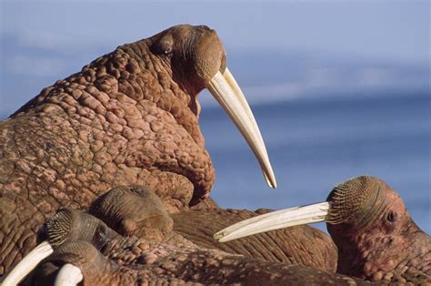 Pacific Walrus 10000 Stranded Marine Mammals Packed Onto Alaskan