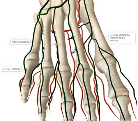 Arteria Fibular Y Plantar Paradigmia