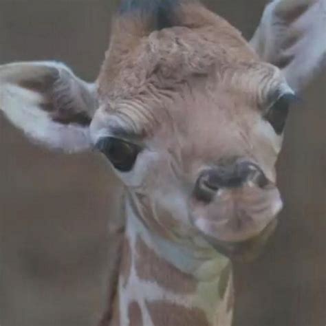 Video Adorable Giraffe Takes First Steps At Zoo In England Abc News