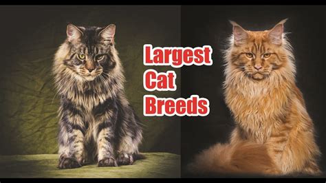 Top 10 Largest Cat Breeds In The World Largest Cat
