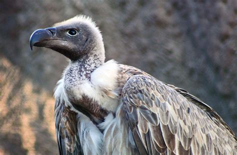 Born Free Usa Takes Action On Vulture Poisoning In Guinea Bissau Born