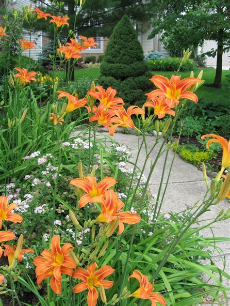 Fengshui Entrance With Bright Color Flowers Daylily Day Lilies