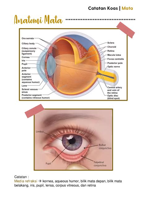 Anatomi Mata Klasifikasi Mata Dan Kelopak Mata Catatan Koas Mata My