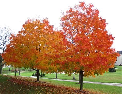 Trees Famous For Their Beautiful Fall Color Bios Urn In 2020 Maple