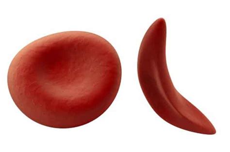 We're made up of trillions of cells, each with its own distinct role and structure. Best foods to boost red blood cell count | Blood Tests