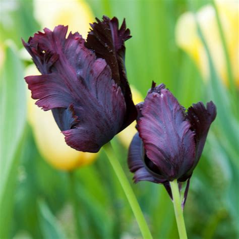 Striking Nearly Black Tulip Bulbs For Sale Online Black Parrot Easy