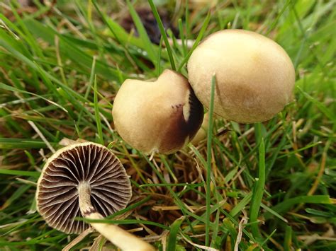 Stropharia Semiglobata The Ultimate Mushroom Guide