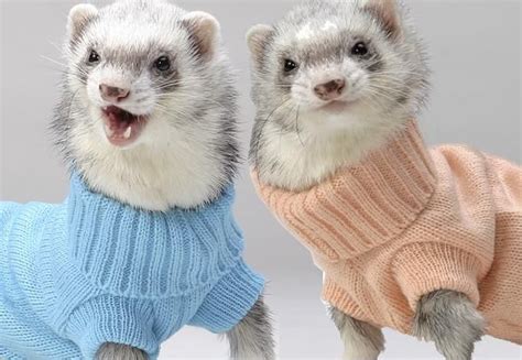 Funny Ferrets Cute Animals Ferrets In Sweaters