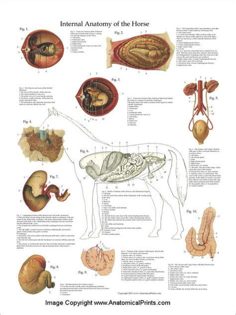 Horse Visceral Anatomy Poster Clinical Charts And Supplies