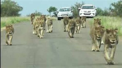 Watch The Largest Pride Of Kruger Lions Ever Walking On The Road