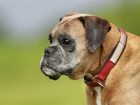 Boxer Dog Breed Health Problems History Temperament And Facts