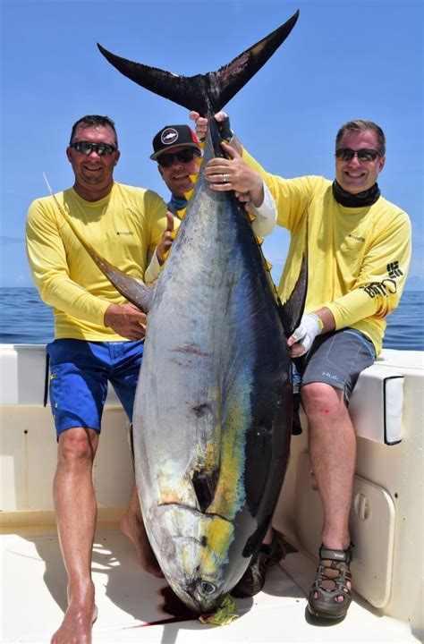 Quick Guide Albacore Vs Yellowfin Tuna Toms Catch Blog