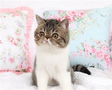 Shaded Golden And White Bicolor Exotic Shorthair Persian Kitten For