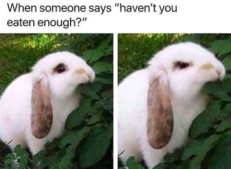 Bunny Memes Funnyfoto Page 13
