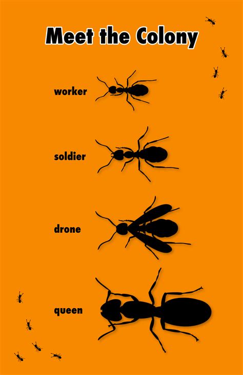 Ants The Power Of Cooperation Super Simple