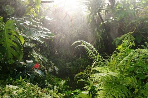 Tropical Rainforests Layers Educational Resources K12 Learning World